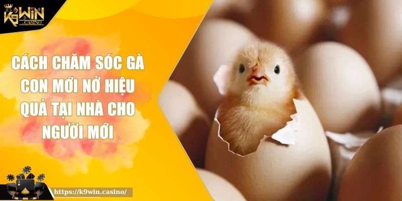 Cách Chăm Sóc Gà Con Mới Nở Hiệu Quả Tại Nhà Cho Người Mới 4 Cách Chăm Sóc Gà Con Mới Nở Hiệu Quả Tại Nhà Cho Người Mới