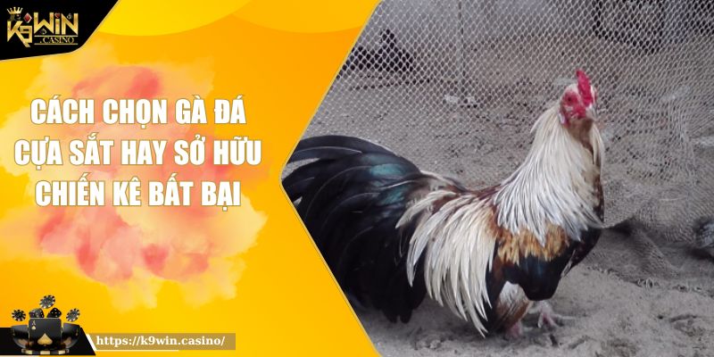 Cách Chọn Gà Đá Cựa Sắt Hay Sở Hữu Chiến Kê Bất Bại