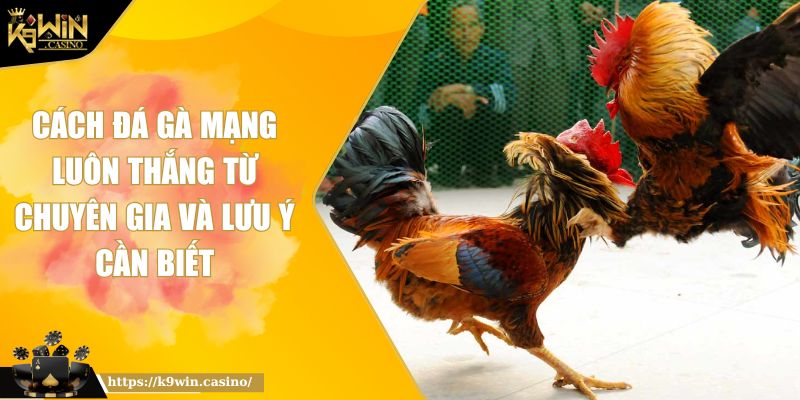 Cách Đá Gà Mạng Luôn Thắng Từ Chuyên Gia Và Lưu Ý Cần Biết 4 cách đá gà mạng luôn thắng