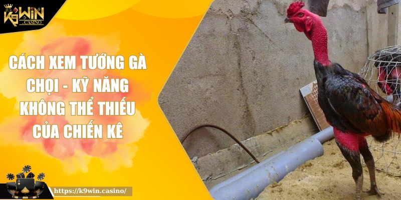 Cách Xem Tướng Gà Chọi - Kỹ Năng Không Thể Thiếu Của Chiến Kê 8 Cách Xem Tướng Gà Chọi - Kỹ Năng Không Thể Thiếu Của Chiến Kê