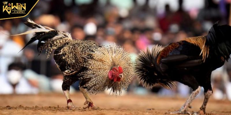 Đá Gà Khmer Tìm Hiểu Loại Hình Thi Đấu Chiến Kê Xứ Chùa Tháp 3 Chiến binh gà chọi Khmer luôn thể hiện sự khỏe mạnh