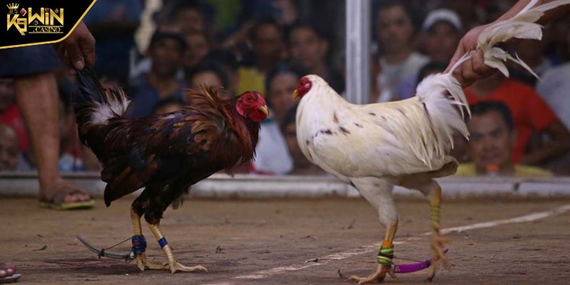 Đá Gà Khmer Tìm Hiểu Loại Hình Thi Đấu Chiến Kê Xứ Chùa Tháp 2 Khám phá nguồn gốc của loại hình đá gà Khmer