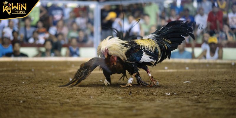 Đá Gà Peru Tìm Hiểu Các Giống Chiến Kê Và Luật Chơi Cần Biết 3 Giống chiến kê Peru lai đầy linh hoạt