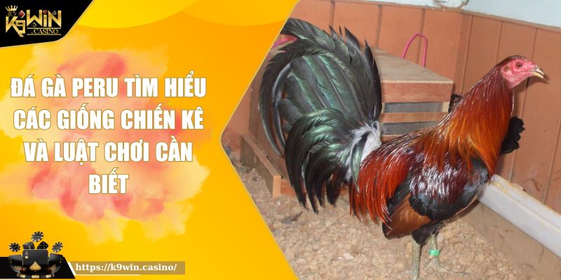 Đá gà Peru