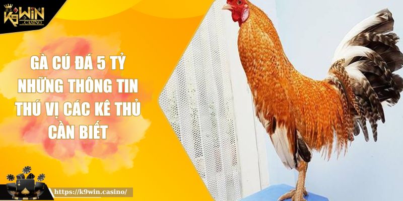 Gà Cú Đá 5 Tỷ Những Thông Tin Thú Vị Các Kê Thủ Cần Biết 6 gà cú đá 5 tỷ
