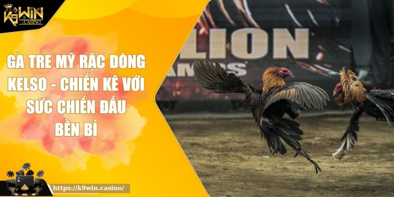 Gà Tre Mỹ Rặc Dòng Kelso - Chiến Kê Với Sức Chiến Đấu Bền Bỉ 2 Gà Tre Mỹ Rặc Dòng Kelso - Chiến Kê Với Sức Chiến Đấu Bền Bỉ