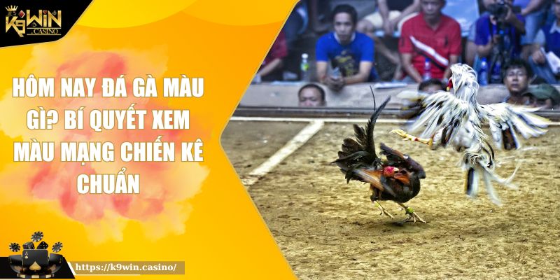 Hôm Nay Đá Gà Màu Gì? Bí Quyết Xem Màu Mạng Chiến Kê Chuẩn 8 hôm nay đá gà màu gì
