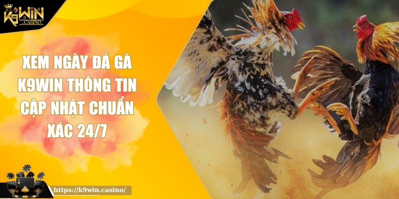 Xem Ngày Đá Gà K9WIN Thông Tin Cập Nhật Chuẩn Xác 24/7 9 ngày đá gà